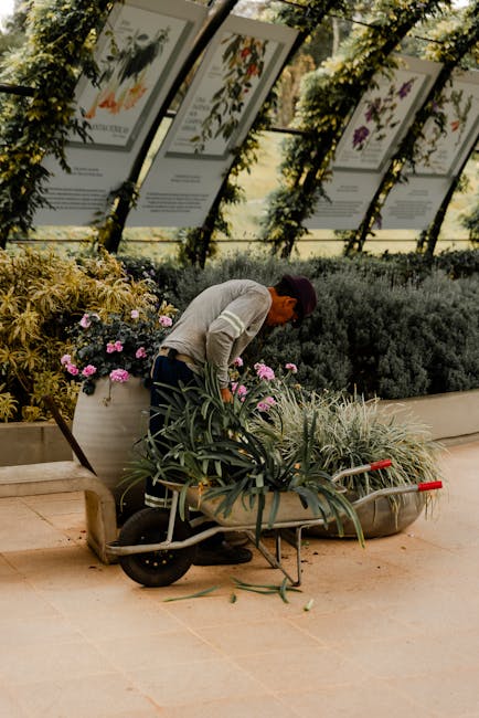 A gardener wearing a dark cap and light-colored sweater is seen tending to potted plants in an outdoor garden display area. The gardener is leaning over a wheelbarrow filled with lush green foliage, p