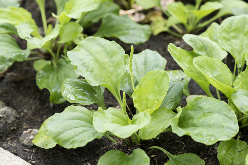 plants gardeners